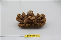 藏品(鈍額曲毛蟹)的圖片